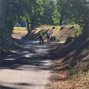 En attendant le peloton