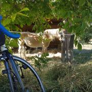 Cheval le dire à tout le monde !!!