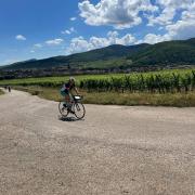 Vignes encore et toujours et encore