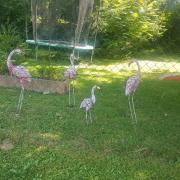 Flamands roses