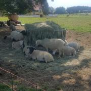 Moutons