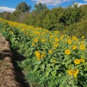 Quelques tournesols