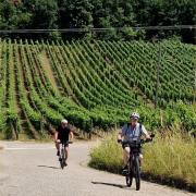 Vignes encore et toujours